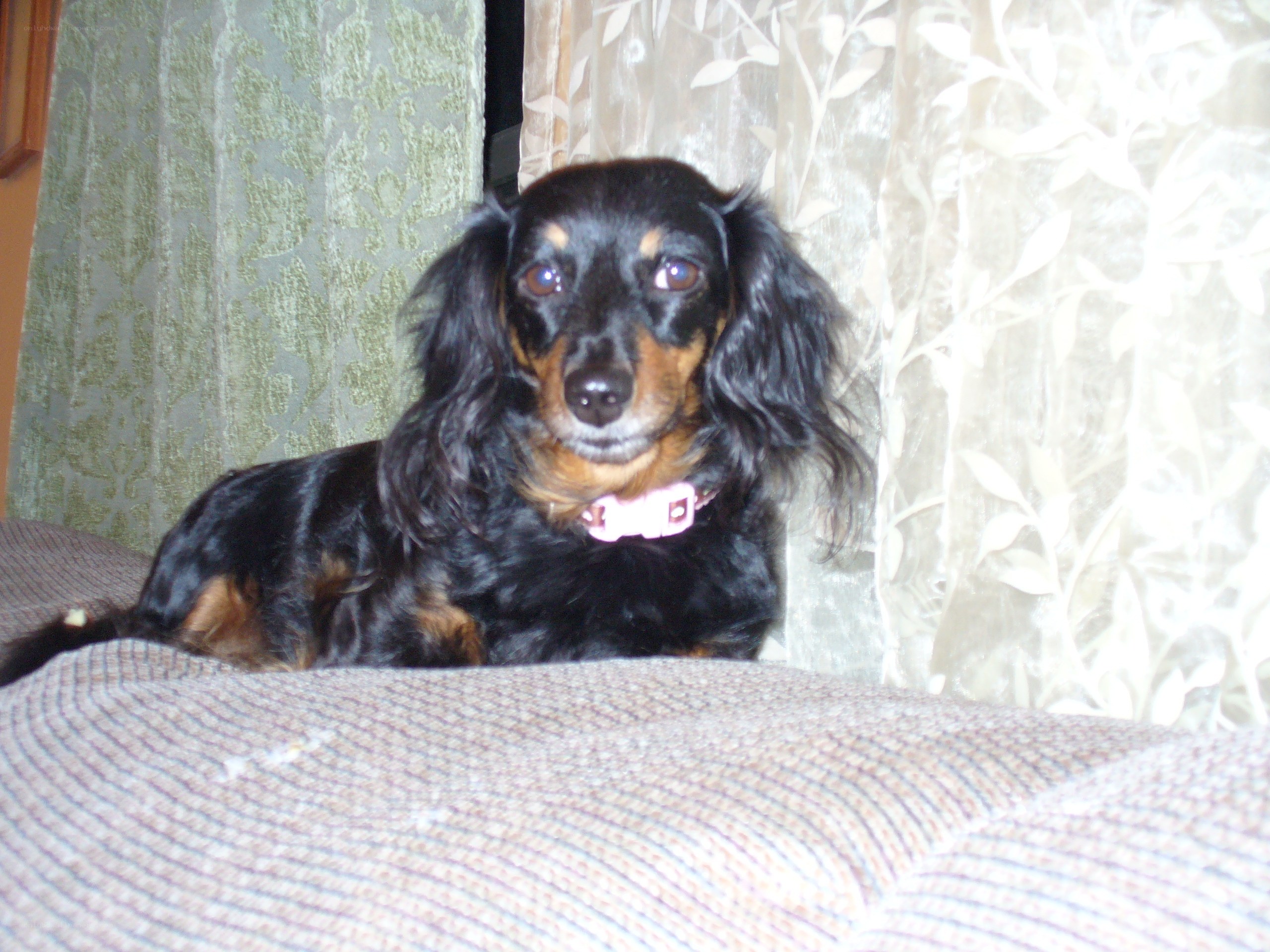 long-haired dachshund on couch