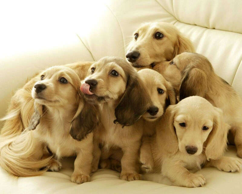 Long-haired Dachshund Puppies — Beige, Calm