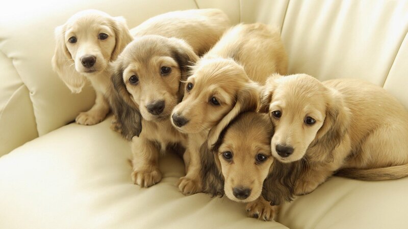 Long-haired Dachshund Puppies — Beige