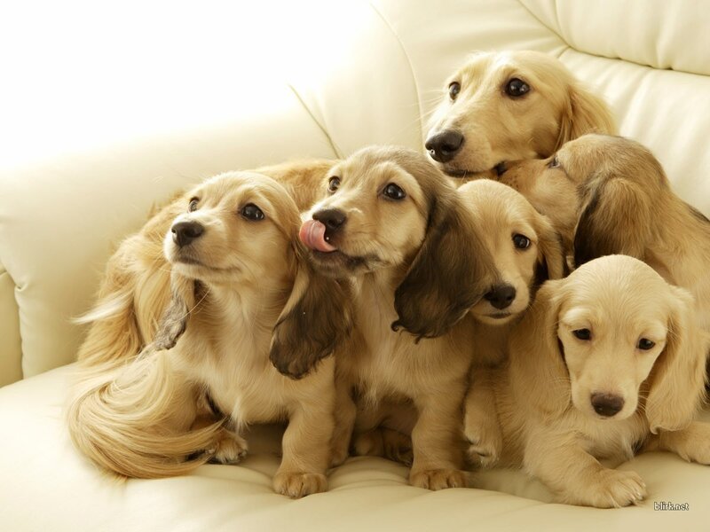 Long-haired Dachshund Puppies — Calm