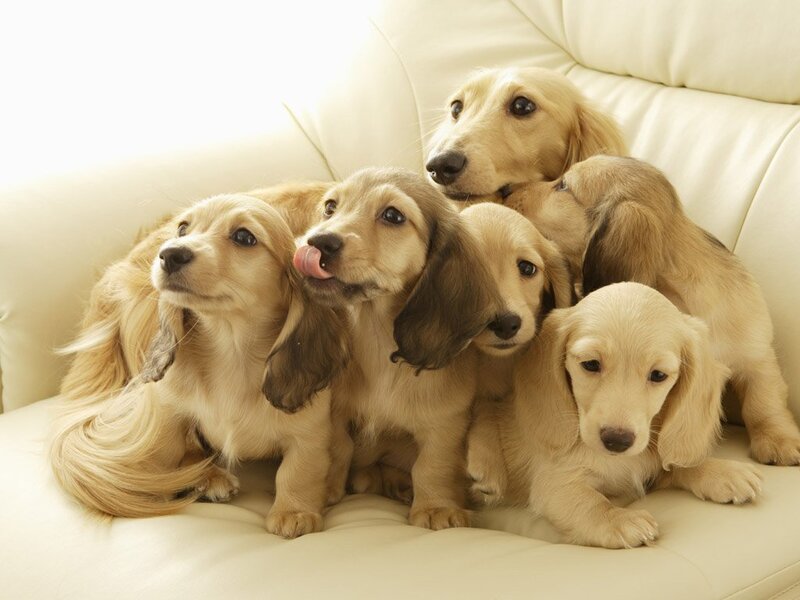 Long-haired Dachshund Puppies — Photograph