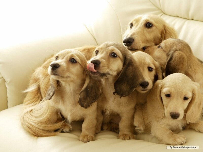 Long-haired Dachshund Puppies