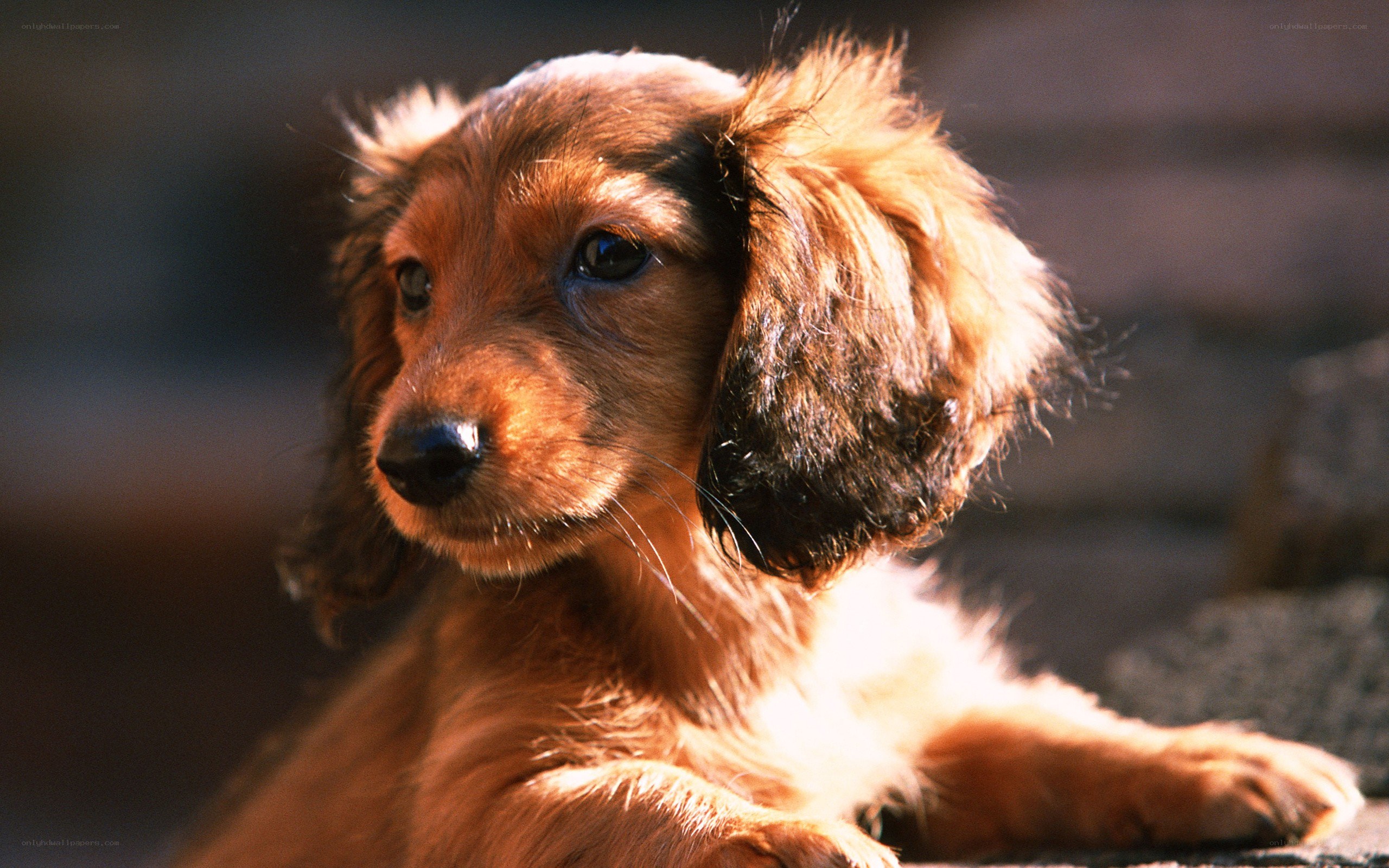 long-haired dachshund puppy