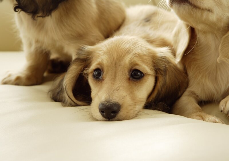 Long-haired Dachshund Puppy — Beige, Calm, Photograph, Dog