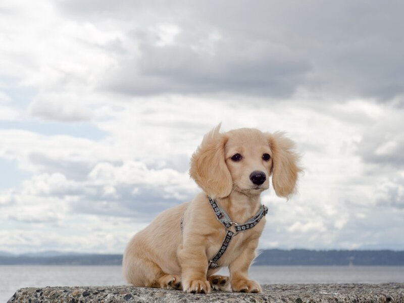 Long-haired Dachshund Puppy — Beige, Calm