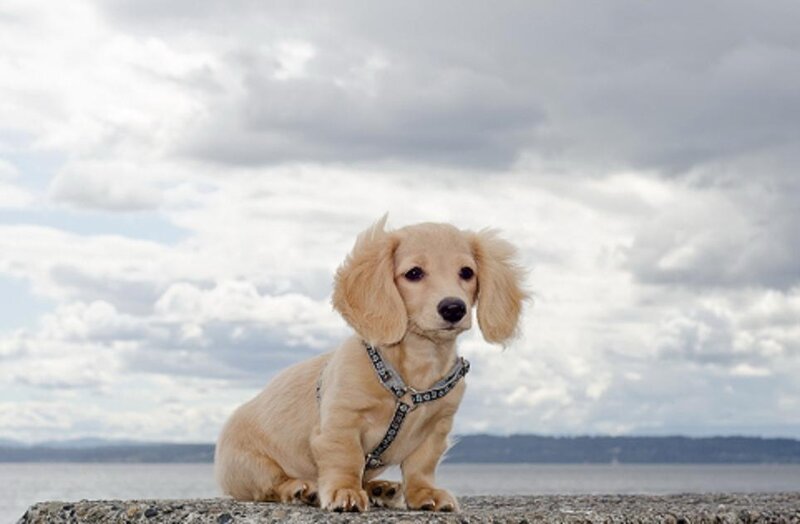 Long-haired Dachshund Puppy — Beige
