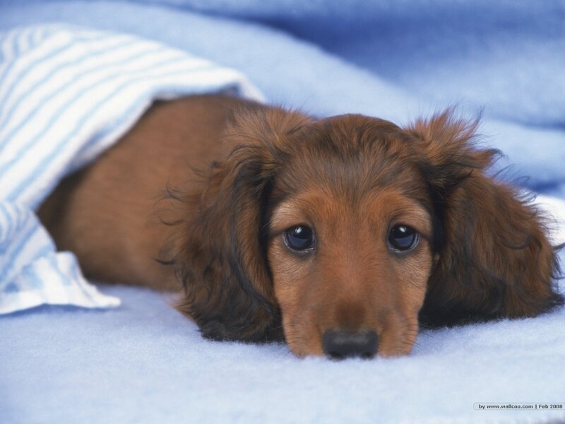 Long-haired Dachshund Puppy — Blue