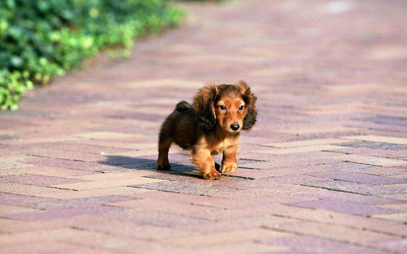 Long-haired Dachshund Puppy — Brown, Calm, Afternoon
