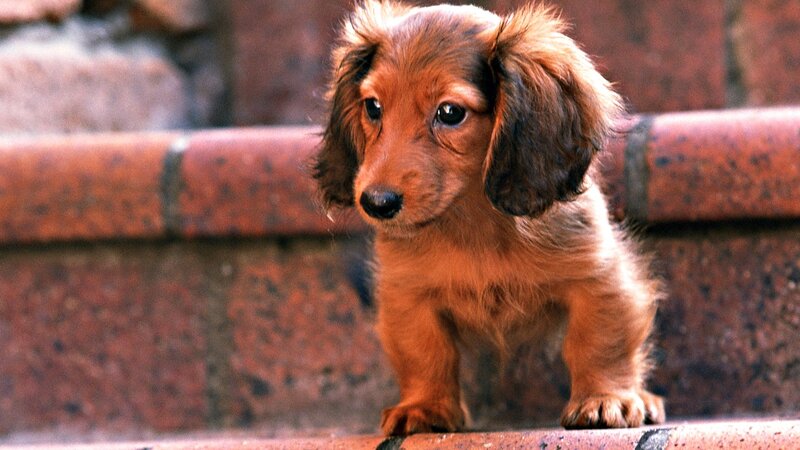 Long-haired Dachshund Puppy — Brown, Calm, Photograph, Brick Wall, Red