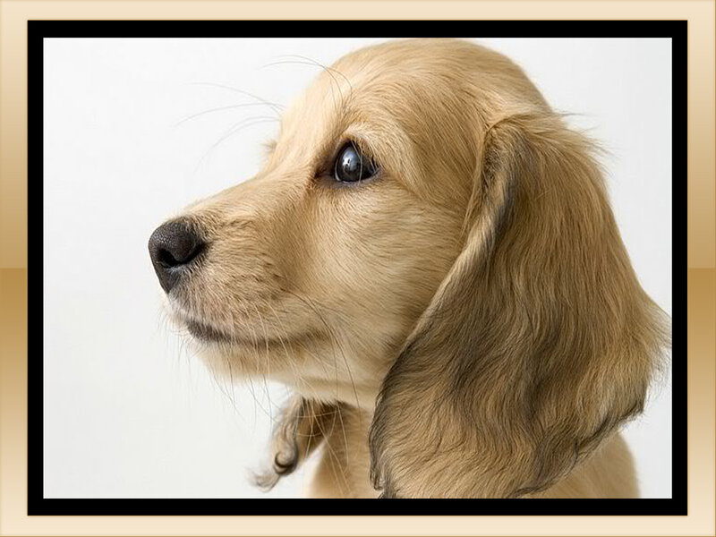 Long-haired Dachshund Puppy — Brown, Calm, Photograph