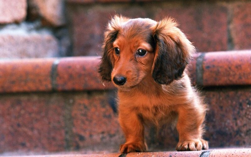 Long-haired Dachshund Puppy — Brown, Calm