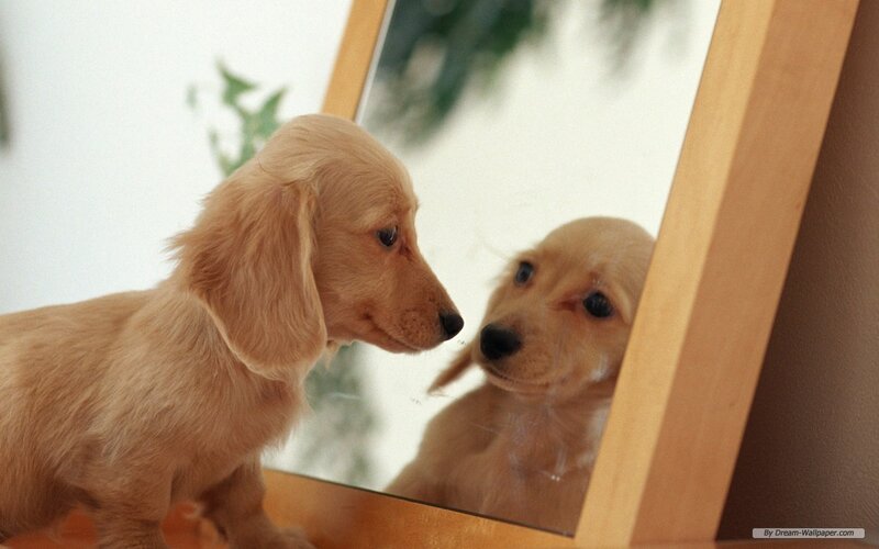 Long-haired Dachshund Puppy — Brown, Curious