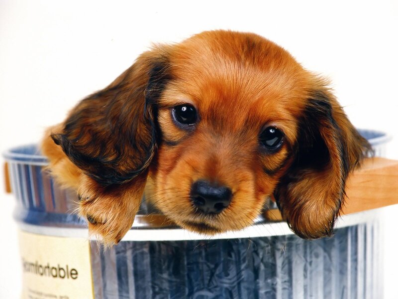 Long-haired Dachshund Puppy — Brown, Innocent