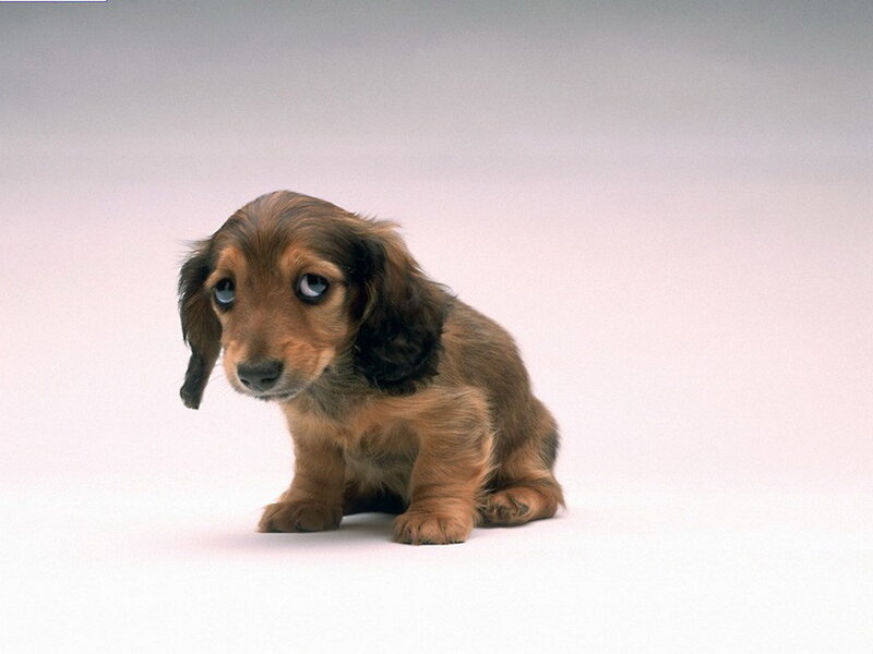 Long-haired Dachshund Puppy — Brown, Neutral
