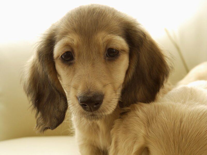 Long-haired Dachshund Puppy — Brown