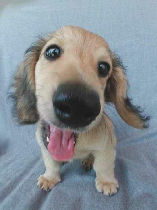 Long-haired Dachshund Puppy — Gray