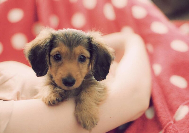 Long-haired Dachshund Puppy — Red