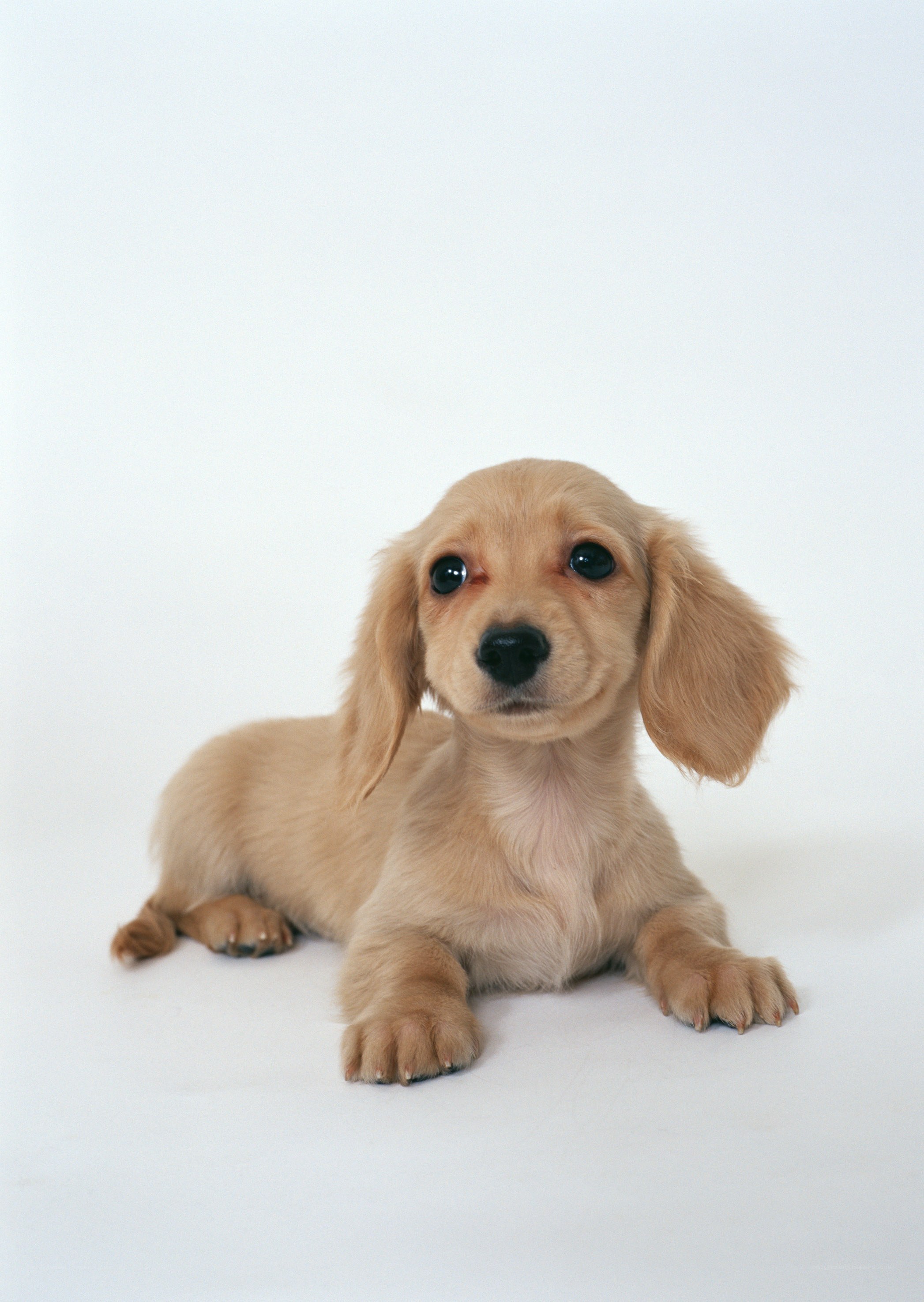 long-haired dachshund puppy