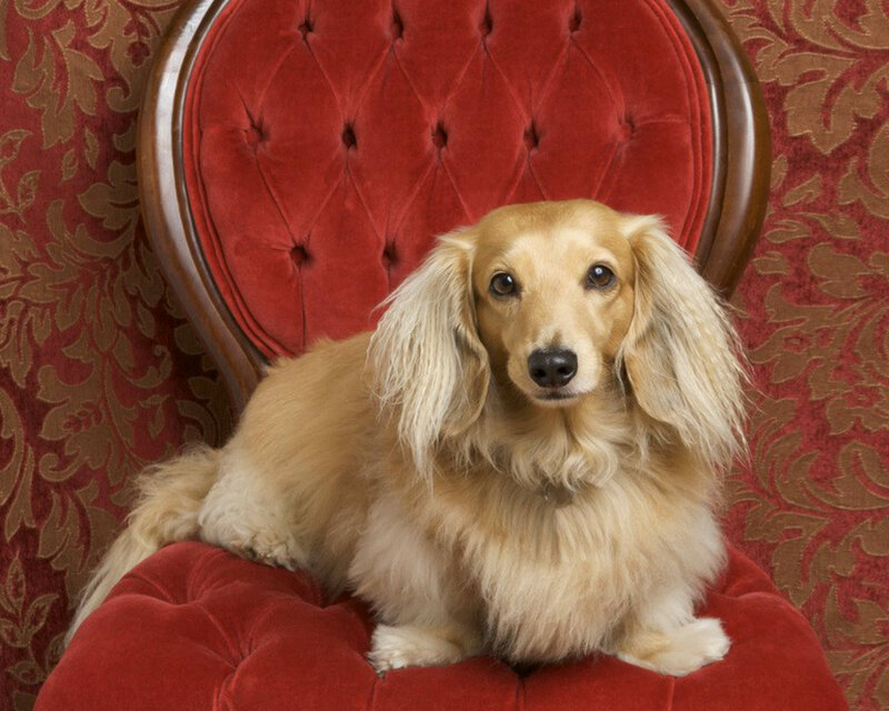 Long-haired Dachshund — Red
