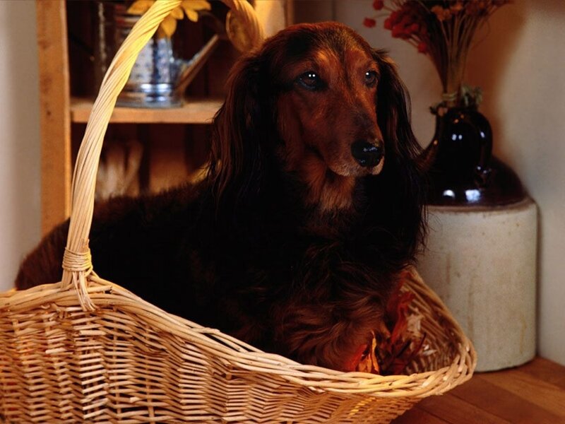 Long-haired Dachshund