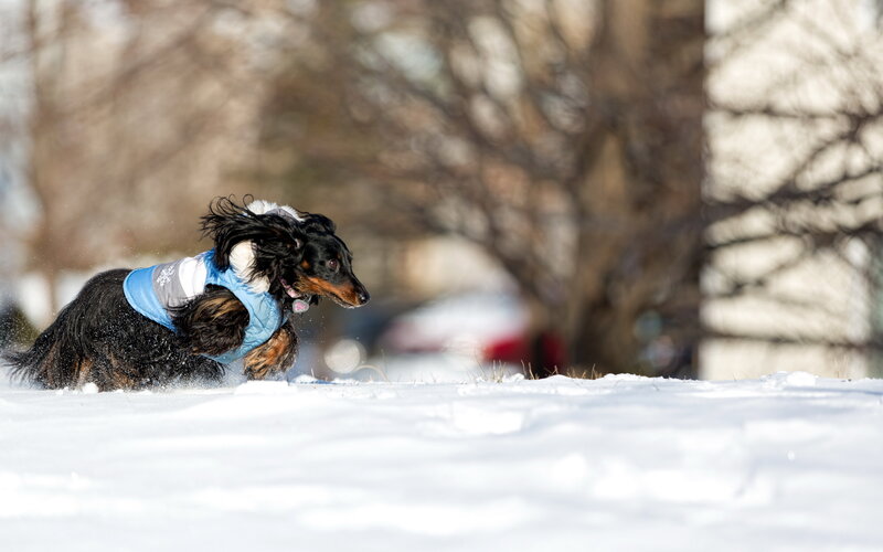 Long-haired Dachshund — White, Active