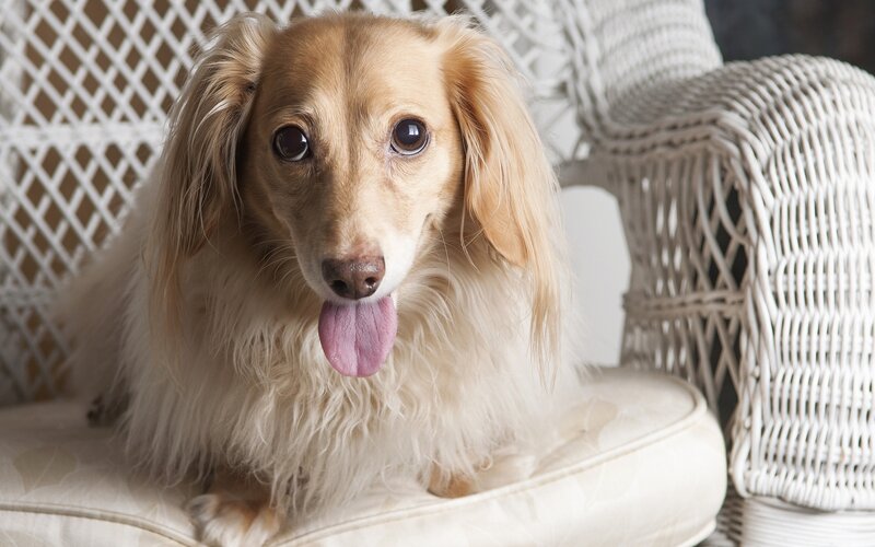 Long-haired Dachshund — White, Calm