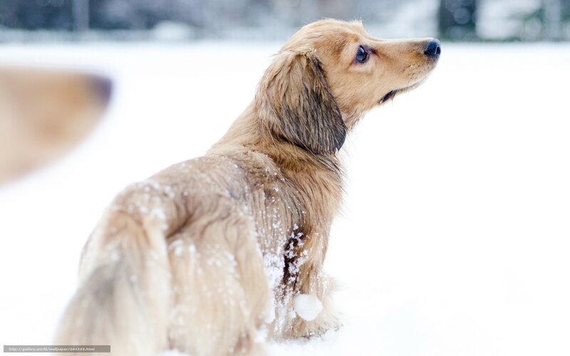 Long-haired Dachshund — White, Calm, Winter, Photograph