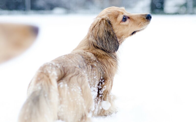 Long-haired Dachshund — White, Calm, Winter