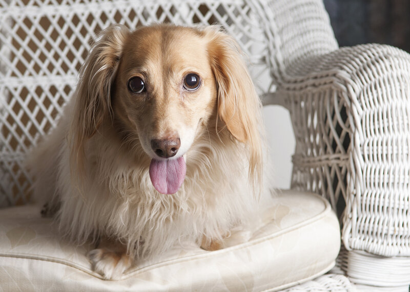 Long-haired Dachshund — White