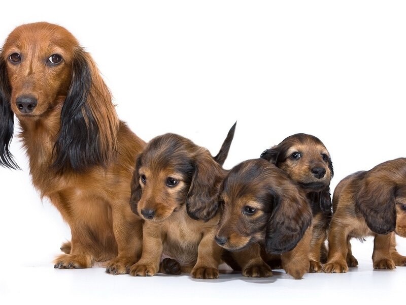 Long-haired Dachshund with Puppies