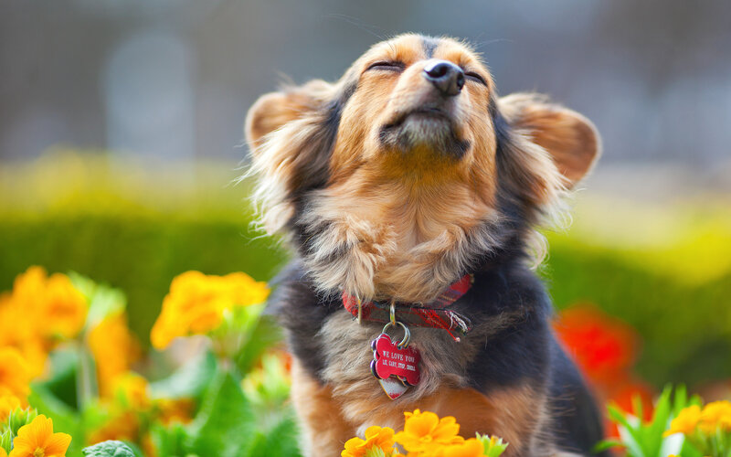 Long-haired Dachshund — Yellow, Serene, Spring