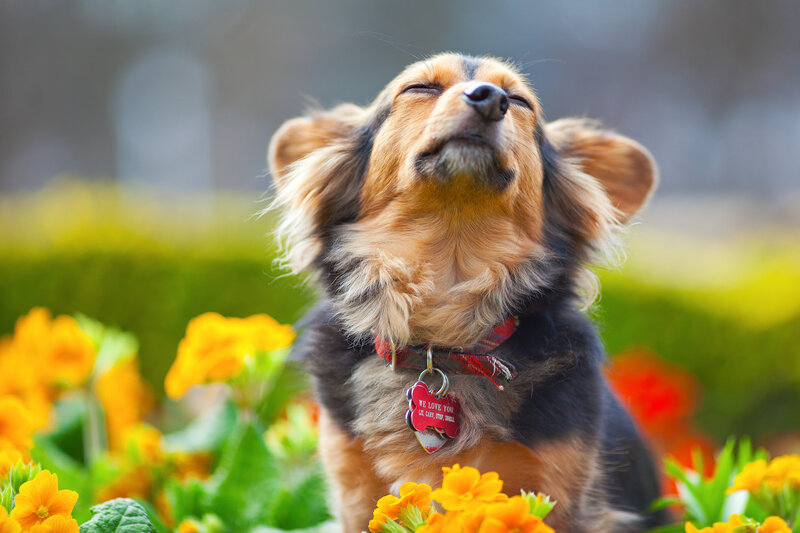 Long-haired Dachshund — Yellow, Serene