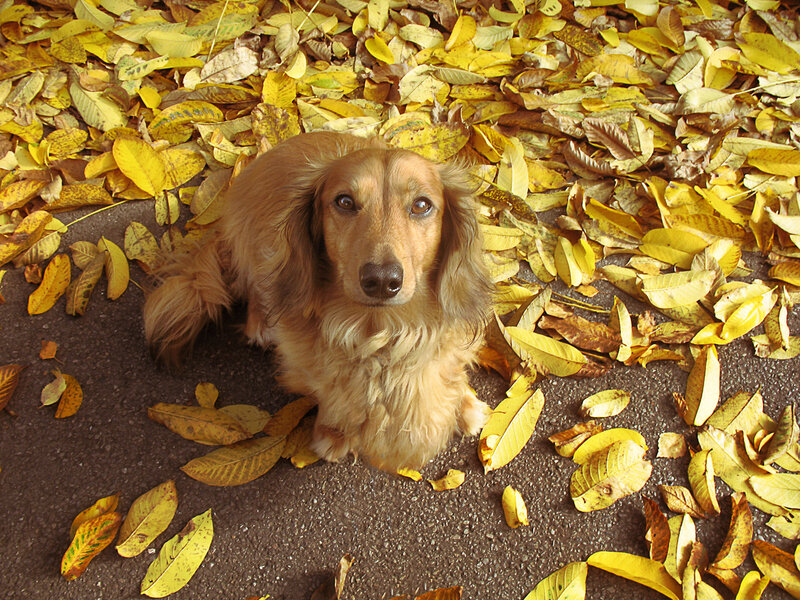 Long-haired Dachshund — Yellow