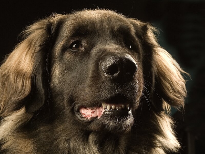 Long-haired Dog — Black