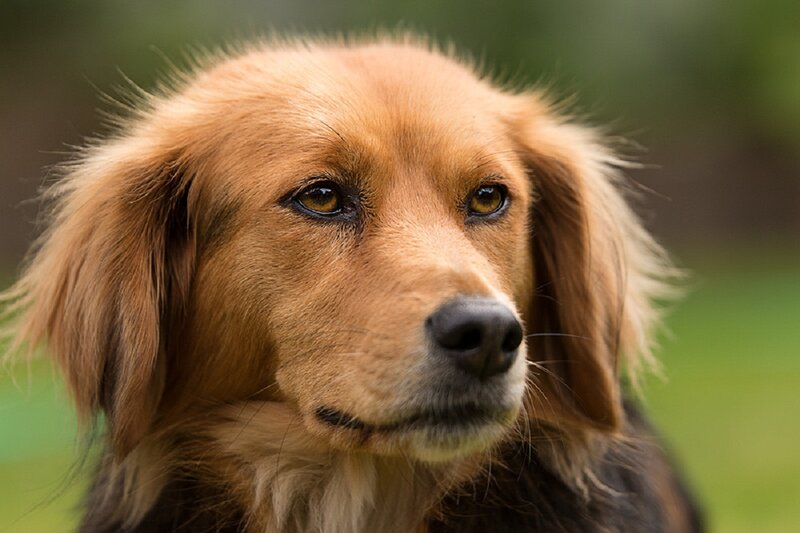 Long-haired Dog — Brown, Calm