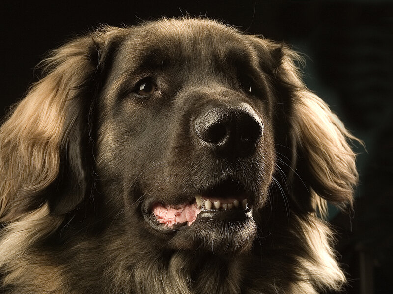 Long-haired Dog — Brown, Dramatic