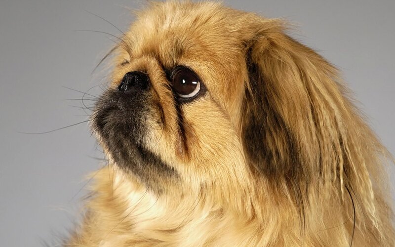 Long-haired Dog — Brown, Neutral