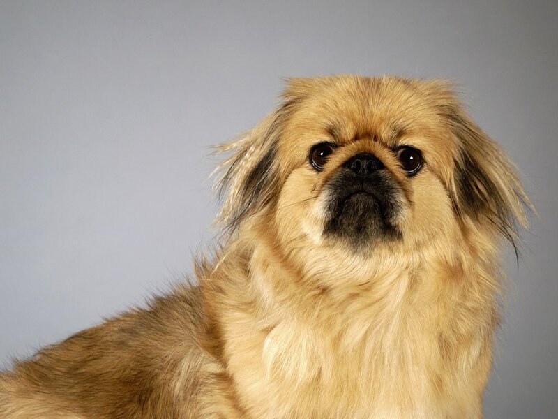 Long-haired Dog — Brown