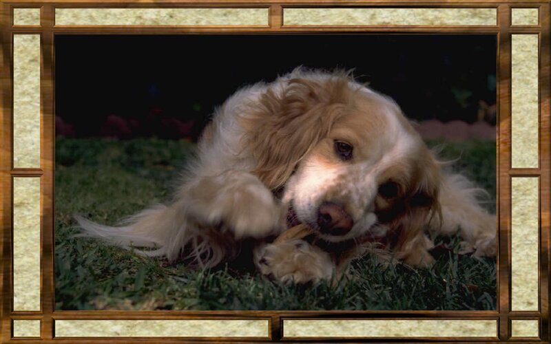 Long-haired Dog Chewing
