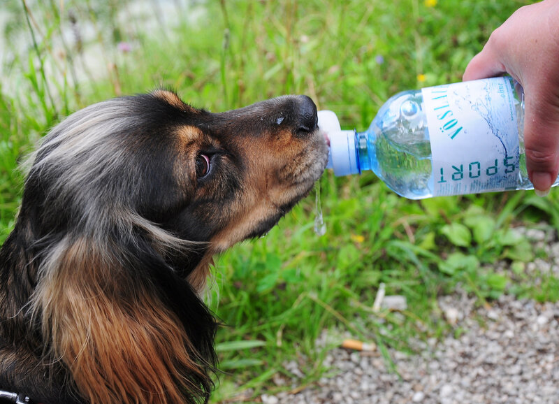 Long-haired Dog Drinking