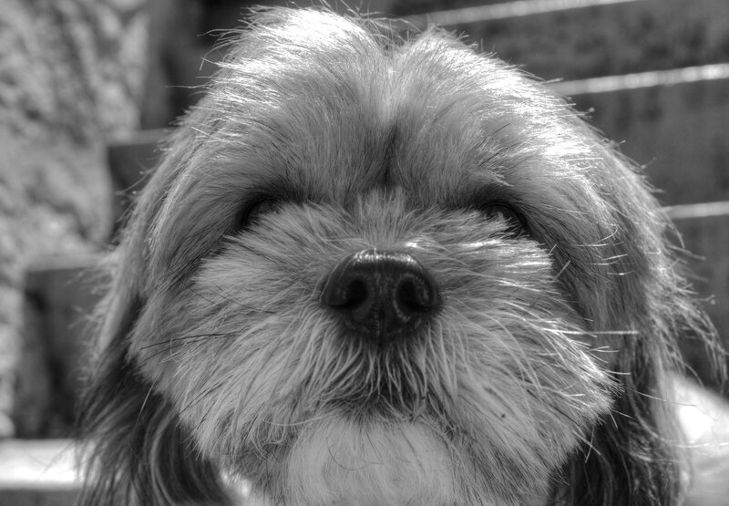 Long-haired Dog Face — Black