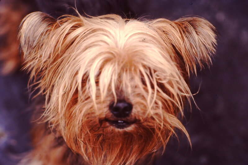 Long-haired Dog Face