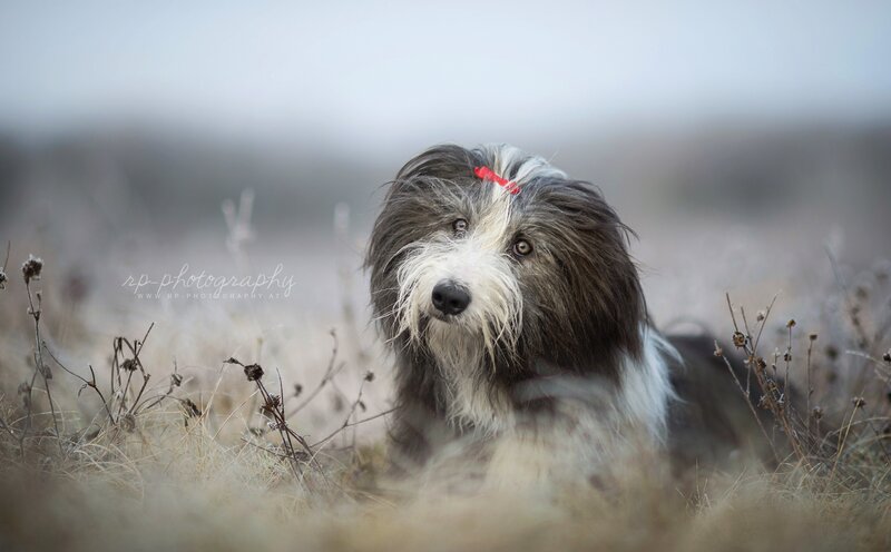 Long-haired Dog in Field — Gray
