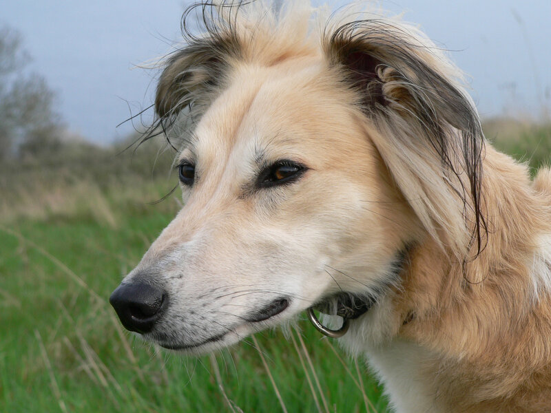 Long-haired Dog in Field