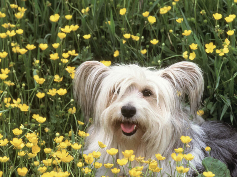 Long-haired Dog in Flowers
