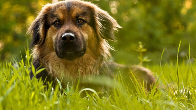 Long-haired Dog in Grass — Green, Calm, Afternoon