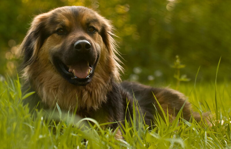 Long-haired Dog in Grass — Green, Calm