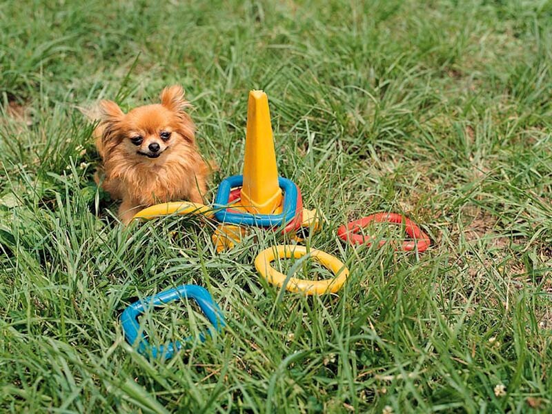 Long-haired Dog in Grass — Green