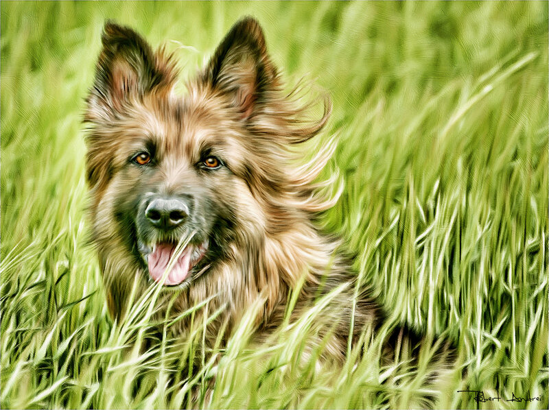Long-haired Dog in Grass