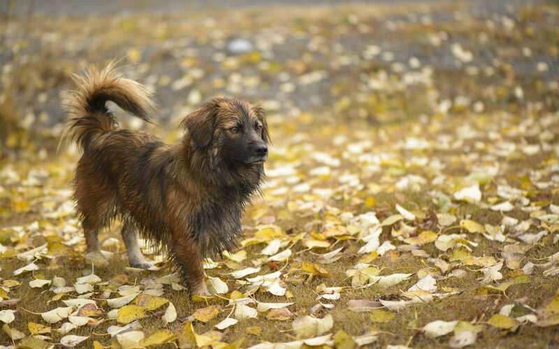 Long-haired Dog in Leaves